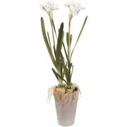 17" Potted Paper Whites