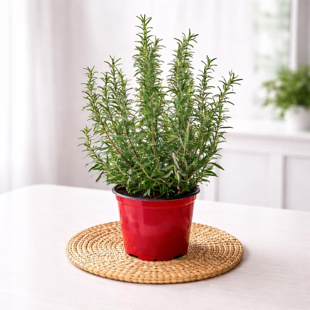 Rosemary Live Herb Plant in 6 Inch Pot, Fragrant Indoor or Outdoor Potted Herb for Kitchen Garden, Patio or Windowsill
