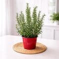 thumbnail image 5 of Rosemary Live Herb Plant in 6 Inch Pot, Fragrant Indoor or Outdoor Potted Herb for Kitchen Garden, Patio or Windowsill, 5 of 5