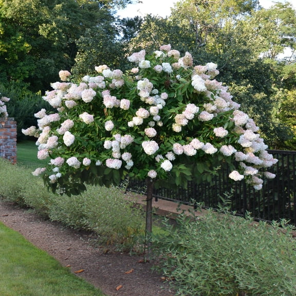 National Plant Network 2 gal Live Tree Hydrangea 'Limelight'