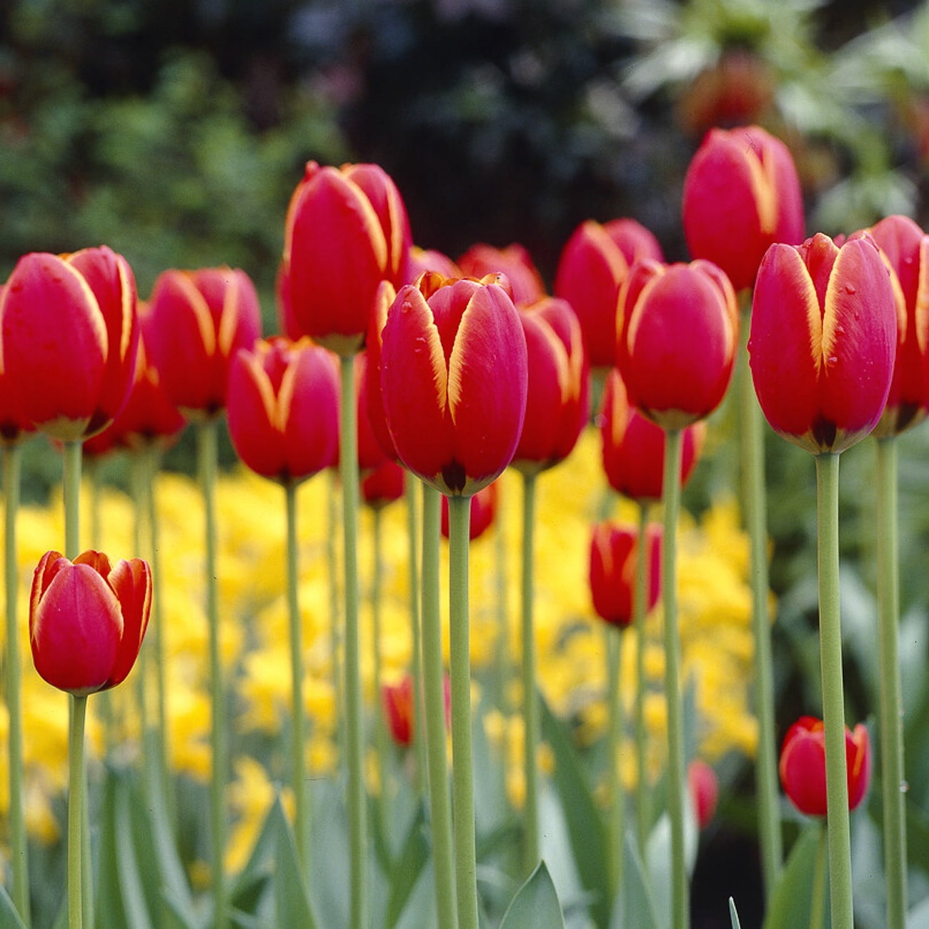 Van Zyverden Tulips World's Favorite Set of 12 Bulbs, Multicolor, Partial Sun, Perennial