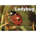 thumbnail image 6 of Picture Memory Insects & Bugs Card Game Real Photo Concentration Game, 6 of 8