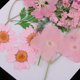 thumbnail image 3 of Bolsa de Flores secas naturales Macarena Rosado, 3 of 8