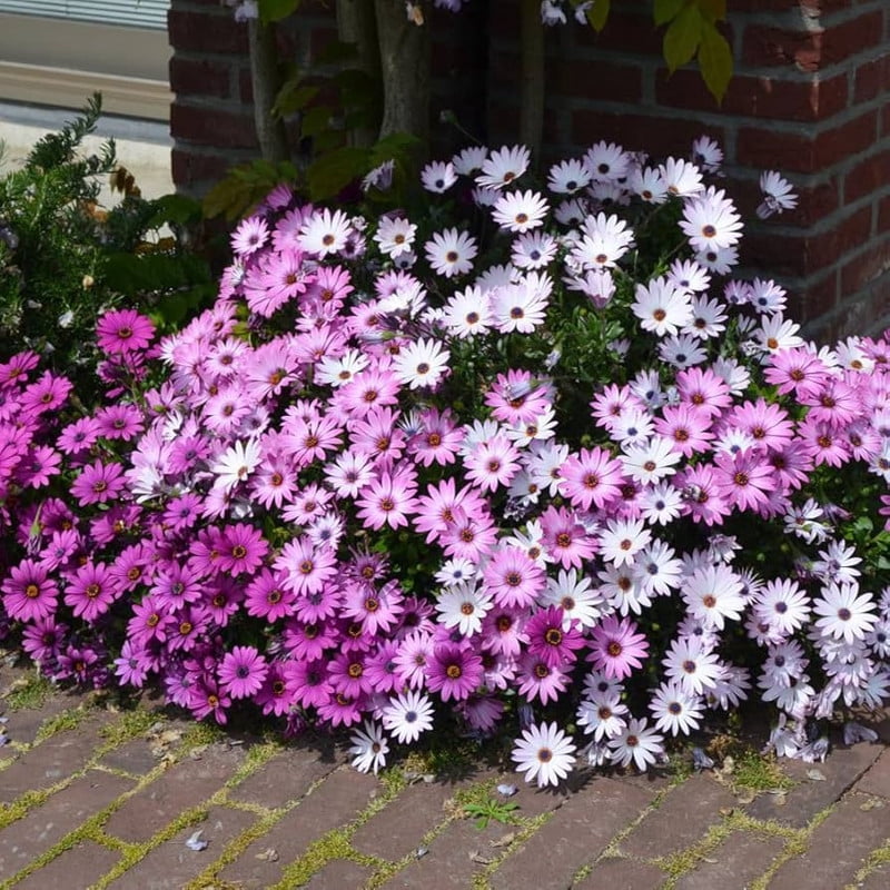 25 Sorbet Delft Blue Viola Seeds - Cold, Self-Pollinating, Draft, for Late Summer/Spring Planting