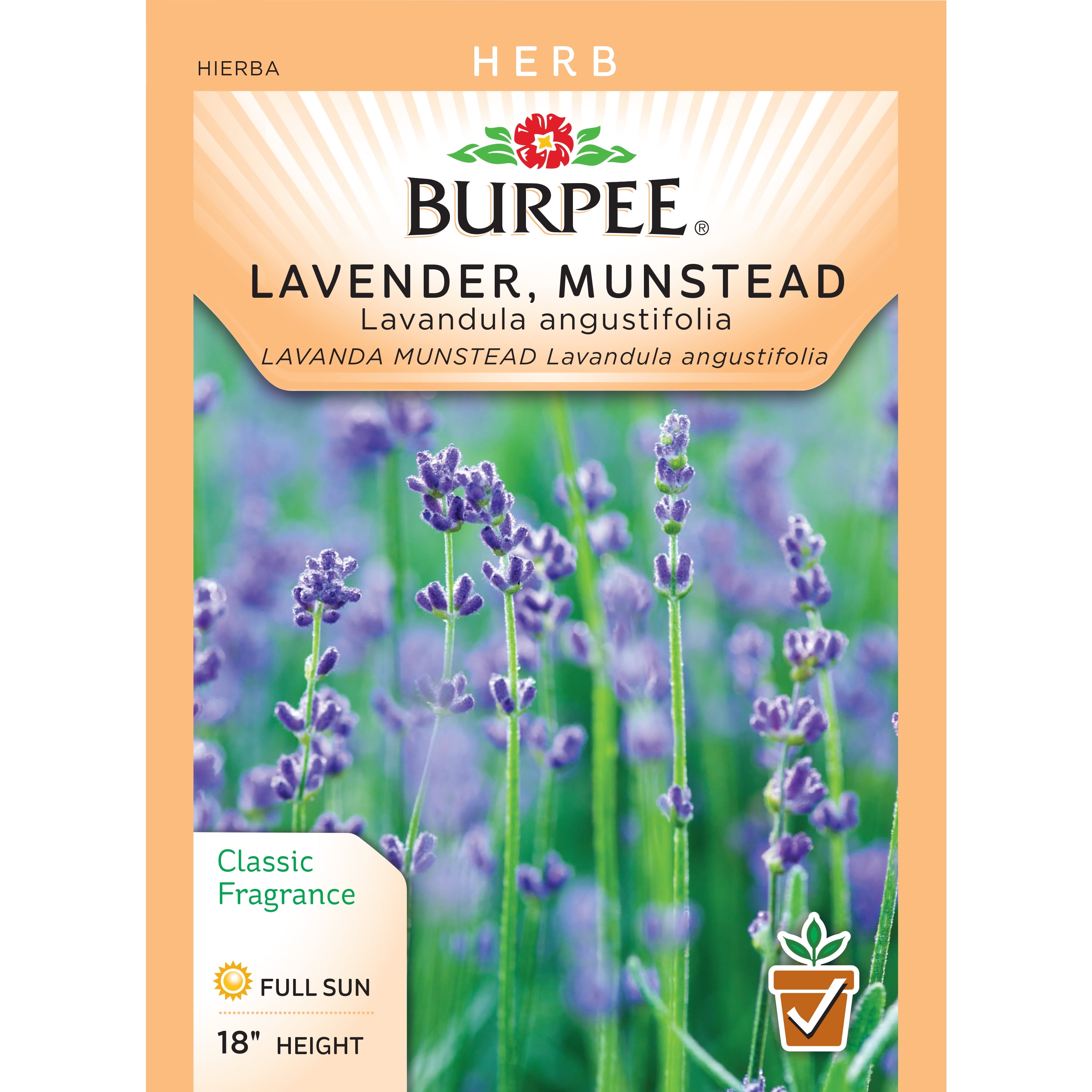 BurpeeLavender, Munstead Seed Packet