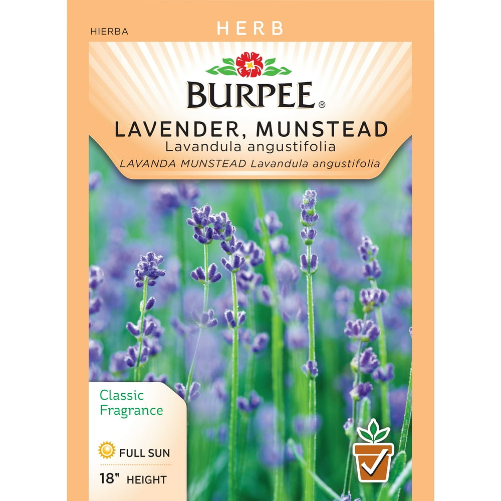 BurpeeLavender, Munstead Seed Packet
