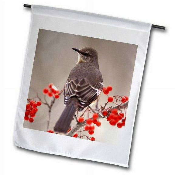 3dRose, Mockingbird among hawthorn berries - NA02 AJE0227 - Adam Jones, 12 x 18 inch Garden Flag