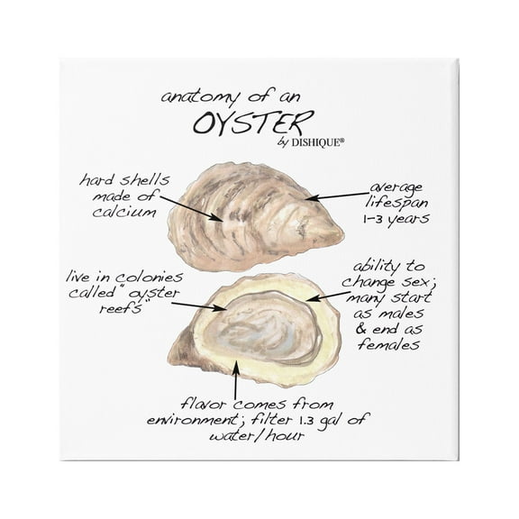 Stupell Industries Oyster Marine Life Anatomy Facts Educational Diagram Graphic Art Gallery Wrapped Canvas Print Wall Art, Design by Dishique