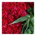 thumbnail image 3 of Bouquet de flores terciopelo por pieza, 3 of 4