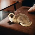 thumbnail image 3 of PENGXIANG Jouets en Peluche Chat Poupée Réaliste Simulation Adorable Chats Siamois pour Enfants Adultes StyleA, 3 of 9