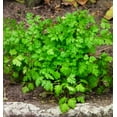 thumbnail image 2 of TomorrowSeeds - Chervil Seeds - 1000+ Count - For 2026 Planting Anthriscus Cerefolium French Parsley, 2 of 9