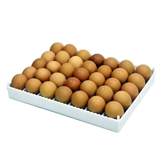Hatching Time Adjustable Egg Setter Tray, ABS Plastic, Fits Chicken Quail Goose Duck Turkey Pheasant Partridge Eggs, Compatible with HB Incubators