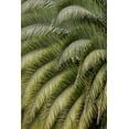 thumbnail image 2 of Jones, Adam 11x14 White Modern Wood Framed Museum Art Print Titled - Pattern in branches of palm tree-Quito-Ecuador, 2 of 4