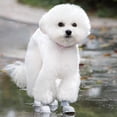 thumbnail image 3 of Cachorro perros antideslizante impermeable goma lluvia zapatos botas patas cubierta, 3 of 6