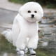 thumbnail image 3 of Botas de lluvia de goma antideslizantes e impermeables para cachorros y perros, 3 of 6