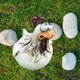 thumbnail image 5 of Divertida es de jardín de pollo decoración figuras de de resina Animal decorativo para patio granja Patio césped Micro paisaje - B Sunnimix Estatua de pollo, 5 of 7