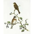 thumbnail image 2 of Ashley, Aaron 15x18 White Modern Wood Framed Museum Art Print Titled - Emberiza Rustica, 2 of 4