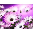 thumbnail image 2 of Frank, Assaf 14x12 White Modern Wood Framed Museum Art Print Titled - Osteospermum flowers, 2 of 4