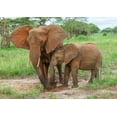 thumbnail image 2 of Jaynes Gallery 14x11 Black Ornate Wood Framed with Double Matting Museum Art Print Titled - Africa-Tanzania-Tarangire National Park African elephant adult and baby, 2 of 4