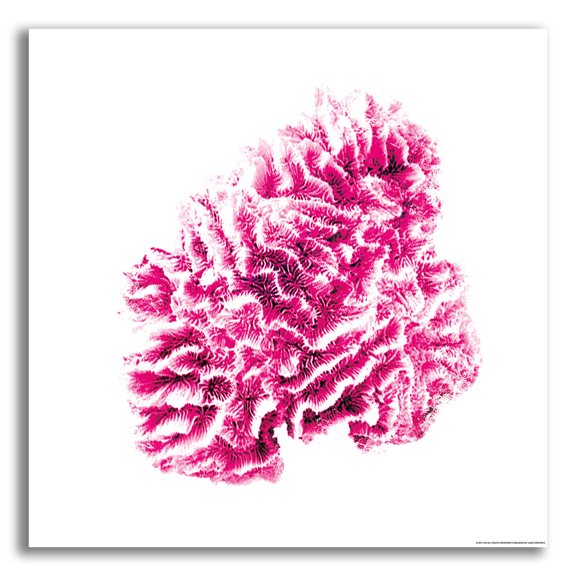Epic Art 'Red Coral' by JJ Brando, Acrylic Glass Wall Art, 12"x12"