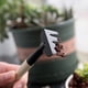 thumbnail image 5 of Hogar y jardín, Decoración de otoño, Herramientas, Jardinería de plantas, Juego de herramientas para aflojar el suelo, Pala para plantas en maceta, Rastrillo de pala, Catalpa bungei, 5 of 5