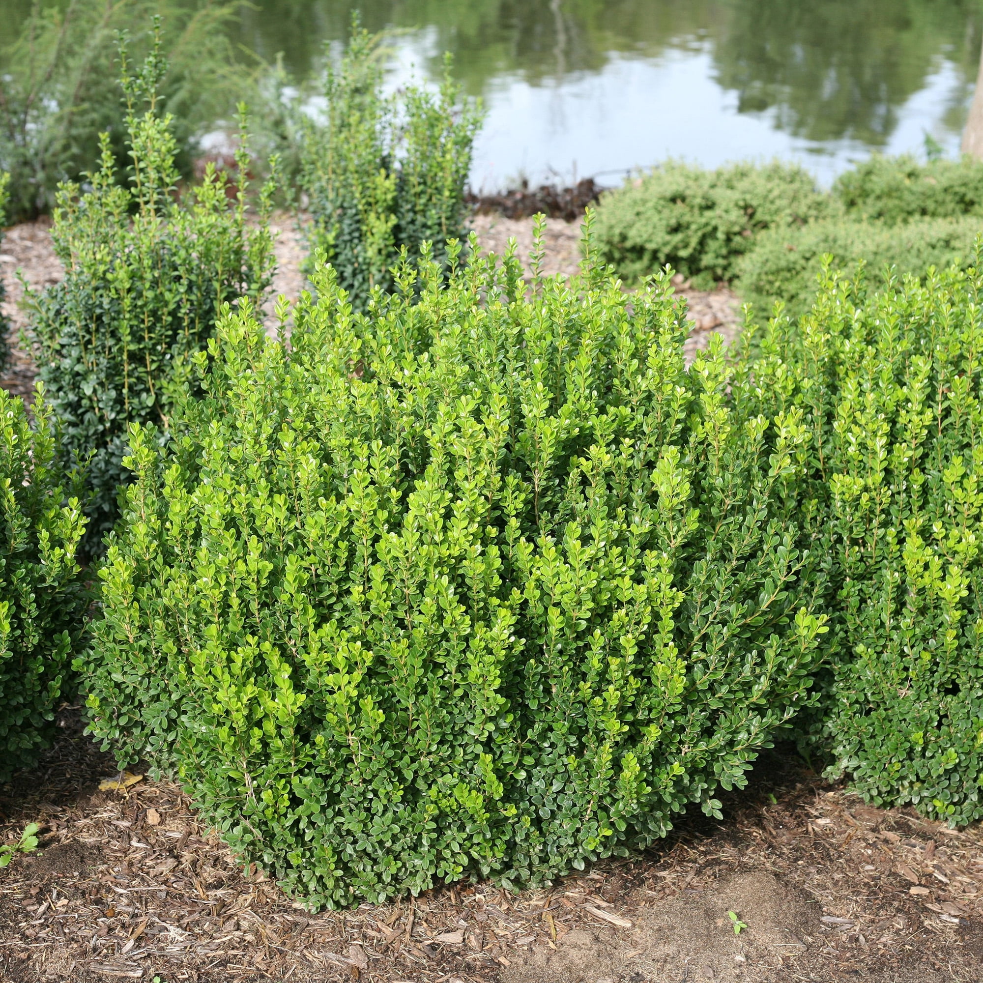 Proven Winners ColorChoice Sprinter Boxwood Live Shrub (2 Gallon)