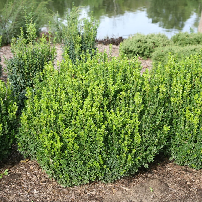 Proven Winners ColorChoice Sprinter Boxwood Live Shrub (2 Gallon