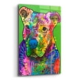 thumbnail image 2 of Epic Art 'Blue Nose Pitbull' by Dean Russo Studios, Acrylic Glass Wall Art, 16"x24", 2 of 8
