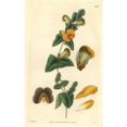 thumbnail image 2 of Obtuse-Leaved Flat Pea, Platylobium Obtusangulum Poster Print By ® Florilegius Mary Evans (18 X 24), 2 of 4