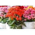 thumbnail image 3 of Gardenera Labs Kalanchoe Plant Premium Potting Mix - Unleash The Full Potential of Your Plants with The Best Mix Available - 5 Quart, 3 of 3