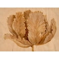 thumbnail image 2 of OToole, Tim 32x25 Black Ornate Wood Framed with Double Matting Museum Art Print Titled - Sepia Tulip on Birch II, 2 of 4