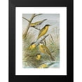thumbnail image 2 of Johann Friedrich Naumann 18x24 Black Modern Framed Museum Art Print Titled - Brevytes Yellow Cinereocapillus (Savi), Melanocephalus (Lichtenstein), Melanocephalus Xanthophrys, Dendroeca, 2 of 5