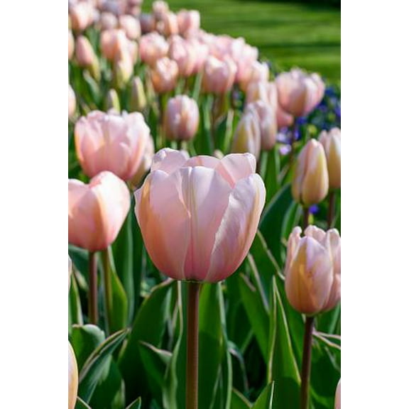 Sweet Impression Darwin Tulip - 12/  cm Bulbs - 5 Bulbs - Variegated Leaves