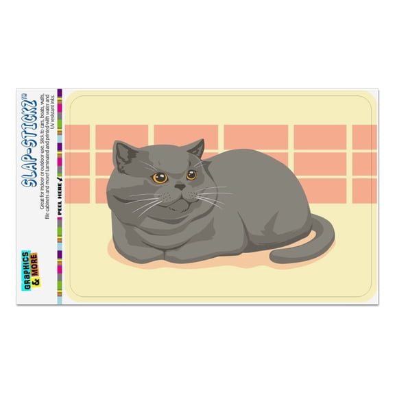 Chubby British Short Hair Grey Cat Home Business Office Sign
