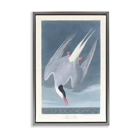 Stupell Industries Classic Arctic Tern Bird Animals Painting Gray Floater Framed Canvas Art Print Wall Art, 17 x 25