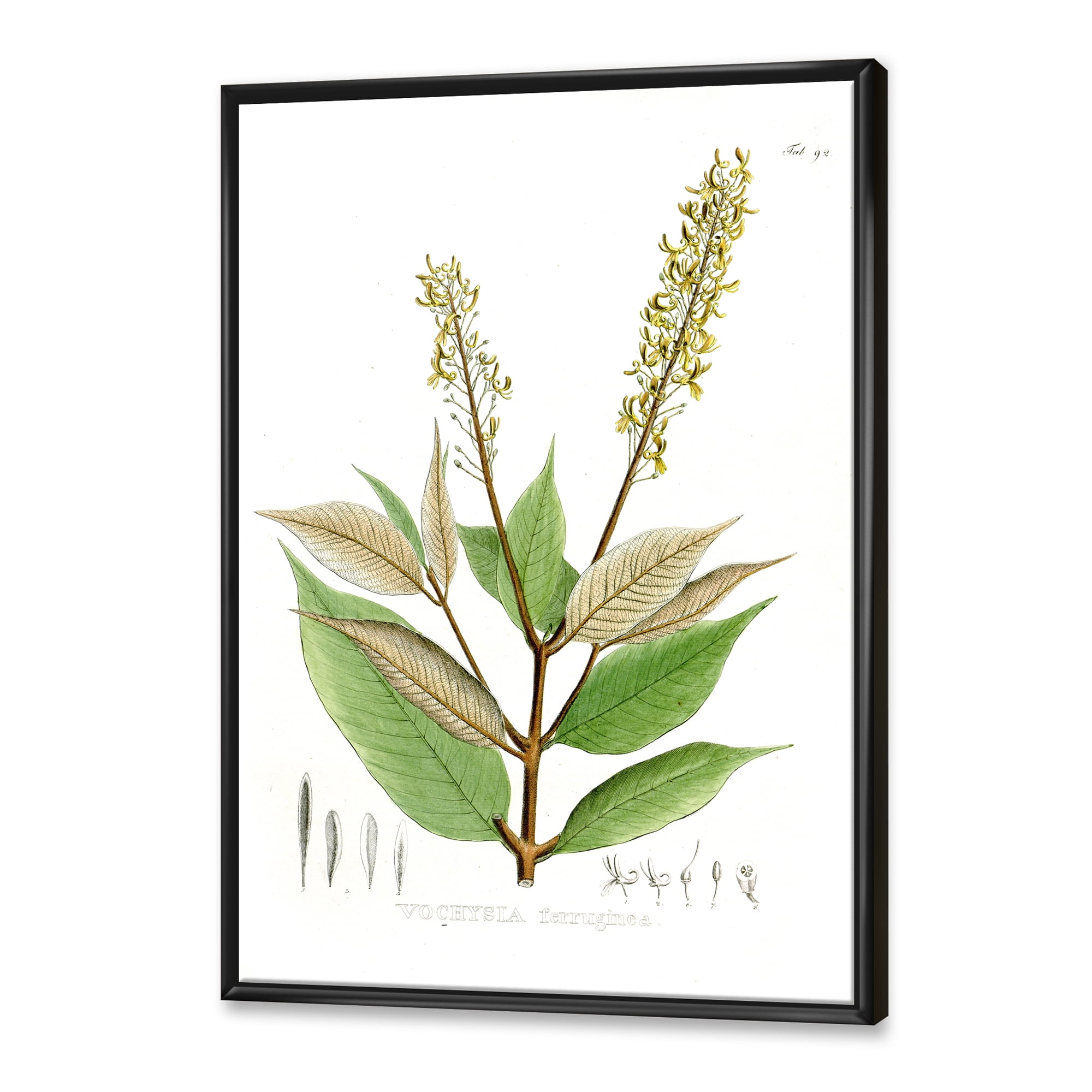 Ancient Brazilian Plant V 12 in x 20 in Framed Painting Canvas Art Print, by Designart