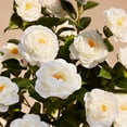 thumbnail image 6 of DR.Planzen 2 ft Artificial Camellia Tree, Faux Camellia Plant in Pot, 24in Full White Blooms, 28 flowers & 175 leaves - indoor/outdoor decor for Entryway Front Door Covered Porch Living Room Wedding, 6 of 6