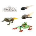thumbnail image 3 of Figuritas de ciclo montessori, animales, ranas cognitivas, modelo de para materiales de enseñanza preescolar, juguetes de desarrollo, estilo A, 3 of 8