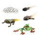 thumbnail image 3 of Figuras de animales de ciclo Montessori Hugo Juguete de aprendizaje de ranas modelo A, 3 of 10