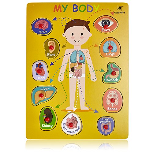 Body Parts Inside Your Body Human Anatomy body-parts-inside-your-body-human-anatomy