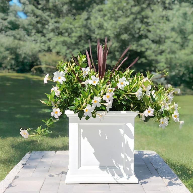 Mayne Fairfield 20x20