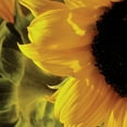 thumbnail image 2 of Burkhart, Monika 20x20 White Modern Wood Framed Museum Art Print Titled - Sunlit Sunflowers VII, 2 of 4