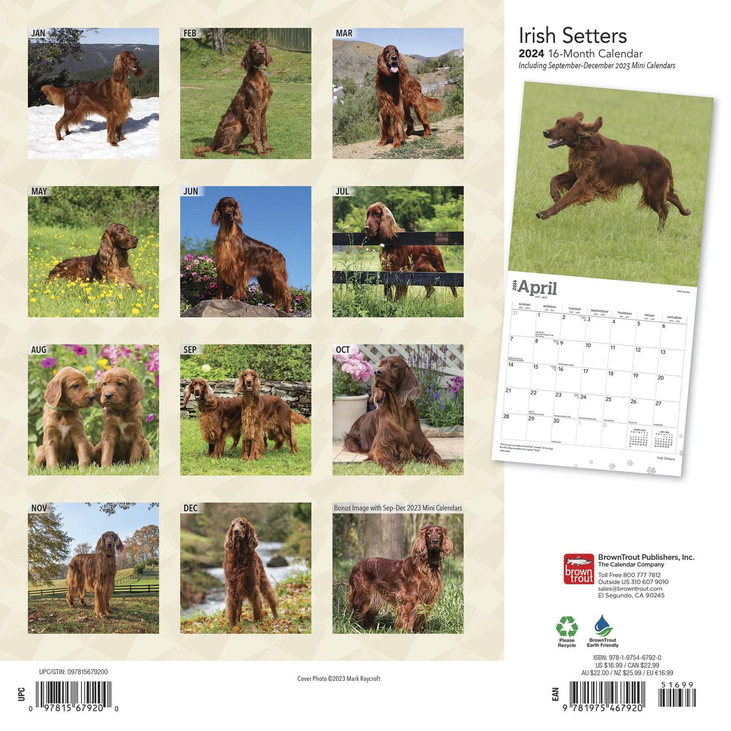 BrownTrout Irish Setters 2024 12x24 Inch Square Wall Calendar, 9781975467920