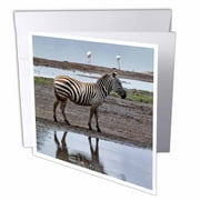 3dRose Burchells Zebra, Lake Nakuru National Park, Kenya - AF21 AJE0862 - Adam Jones, Greeting Cards, 6 x 6 inches, set of 12