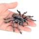 thumbnail image 1 of 2pcs 9.5cm Animal Model Large Fake Realistic Spider Insect Model Toy Fun Halloween Decor Scary Prop, 1 of 5