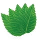 thumbnail image 4 of Billuyoard Paquete de 200 accesorios de cocina de hoja decorativa, alfombrilla para comida, herramientas de calcomanía, artesanía, suministros de Sushi, Type2 NO2 Billuyoard CBP580149, 4 of 4
