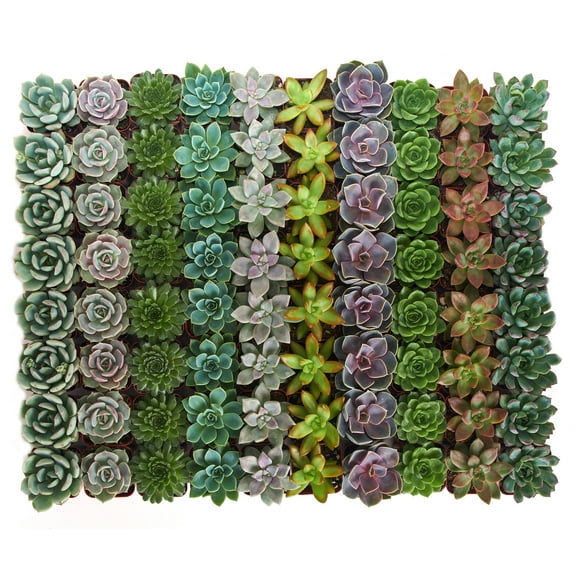 Home Botanicals 2" Tall Rosette Succulent in Pot (64 Count), Live Indoor