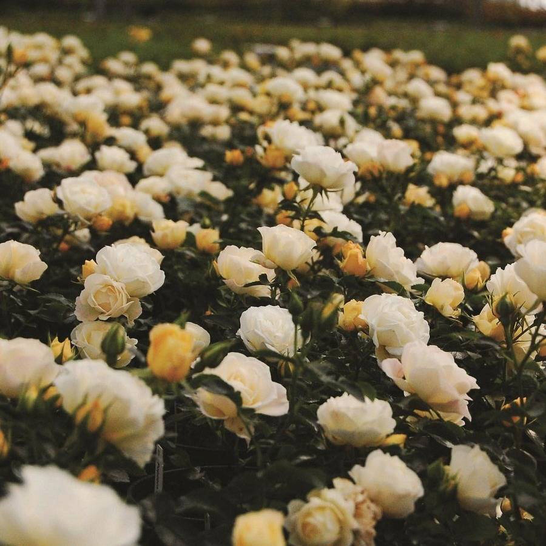 Popcorn Drift Rose (1 Gallon) Low-growing Yellow-White Blooming Groundcover Shrub - Full Sun Live Outdoor Plant