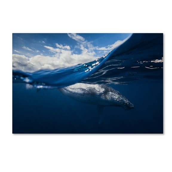 Trademark Fine Art 'Humpback Whale And The Sky' Canvas Art by Barathieu Gabriel
