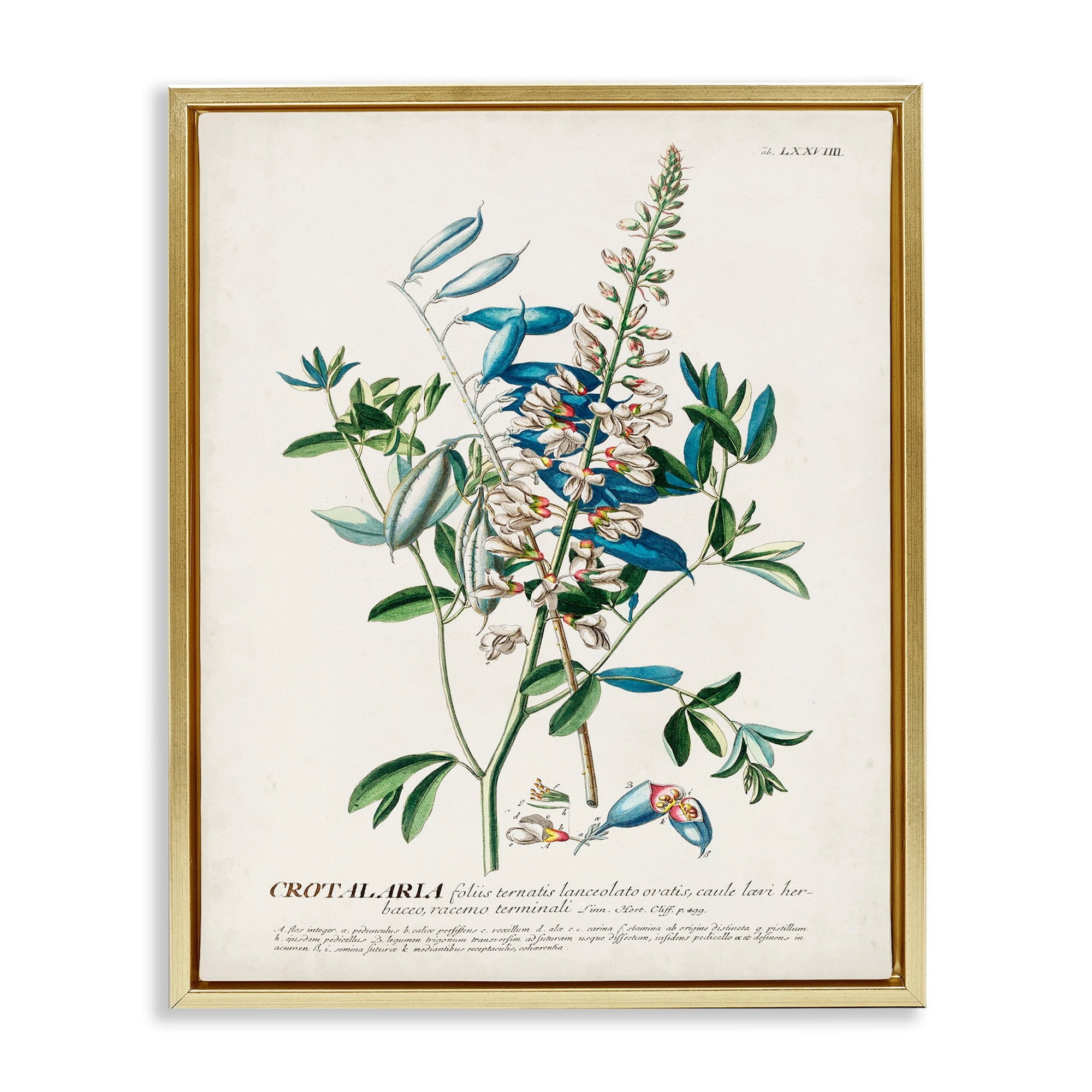 Stupell Industries Botanical Plant Illustration Flowers And Leaves Vintage Design Metallic Gold Framed Floating Canvas Wall Art, 16x20, by World Art Group